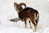 Apartments �tros Fanika, Stara Fu�ina - Bohinj - Slovenia - apartments, accommodation, rooms